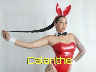 Calanthe