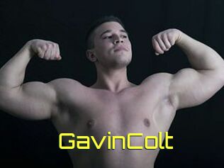 GavinColt